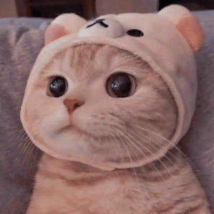 Meet your Posher, Emilio